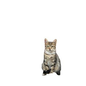 A Cute Tabby Cat Sitting In Front Of The Turkish Flag, Embodying A Sense Of National Pride. 15911 - Cat PNG image with transparent background